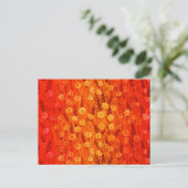 Dandelions Field Summer Flowers Red Sinaasappel Om Briefkaart (Staand voorkant)