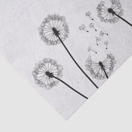 Dandelions Flowers Pappus Spores Gray Tissuepapier (Detail)