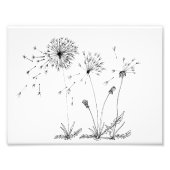 Dandelions Foto Afdruk (Voorkant)