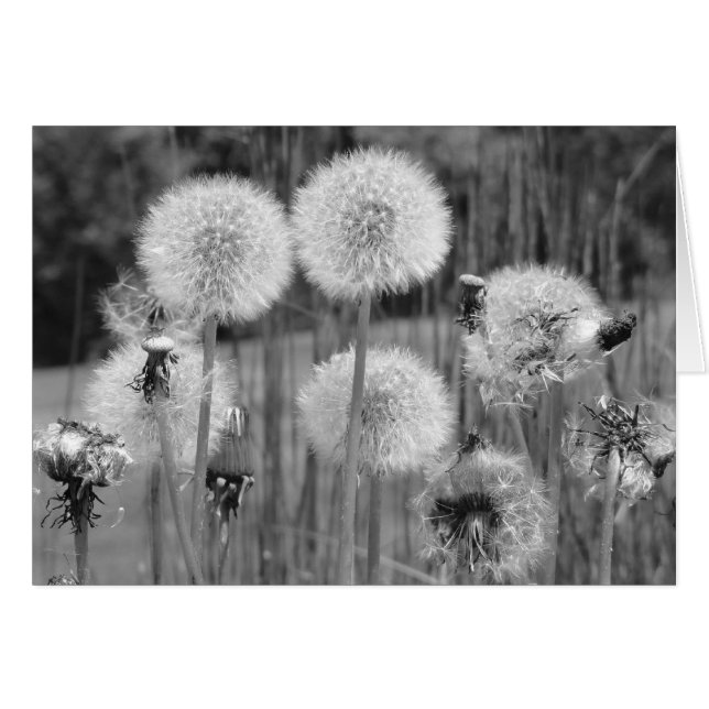 Dandelions in zwart-wit (Voorkant Horizontaal)