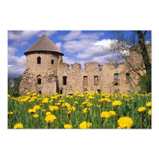 Dandelions omringen Cesis Castle in het midden Foto Afdruk (Voorkant)