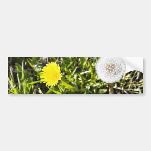 Dandelions op de weide bumpersticker (Voorkant)