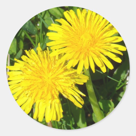 Dandelions Ronde Sticker (Voorkant)