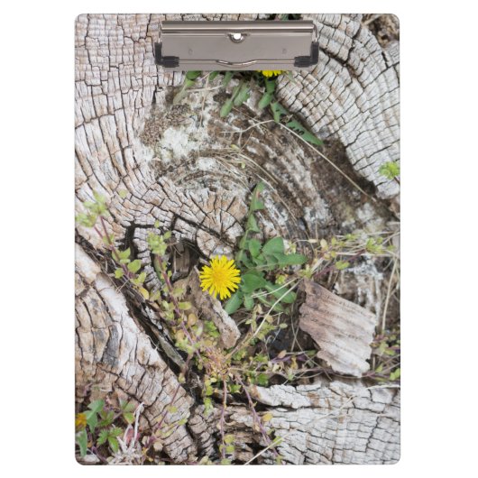 Dandelions stilleven klembord (Voorkant)
