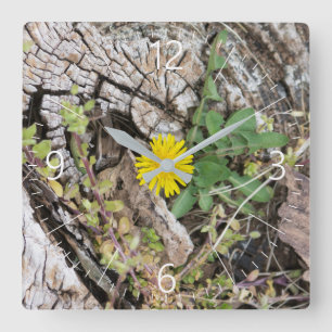Dandelions stilleven vierkante klok