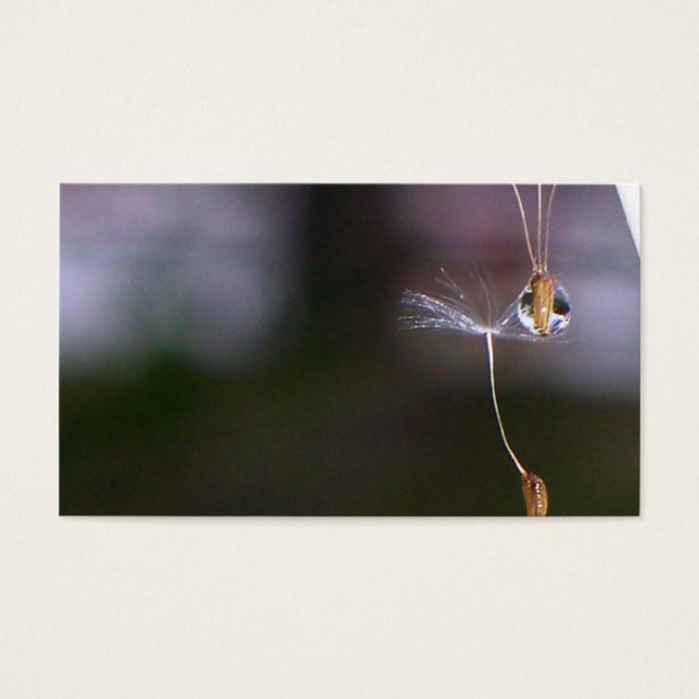 Dandelions Visitekaartjes (Voorkant)