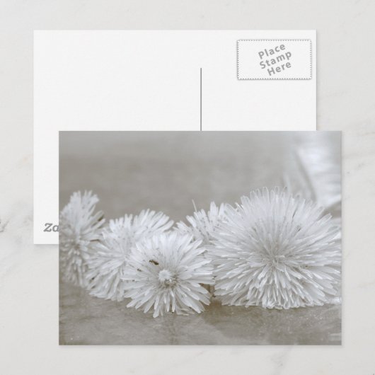 Dandelions zwart-wit Briefkaart (Voorkant / Achterkant)