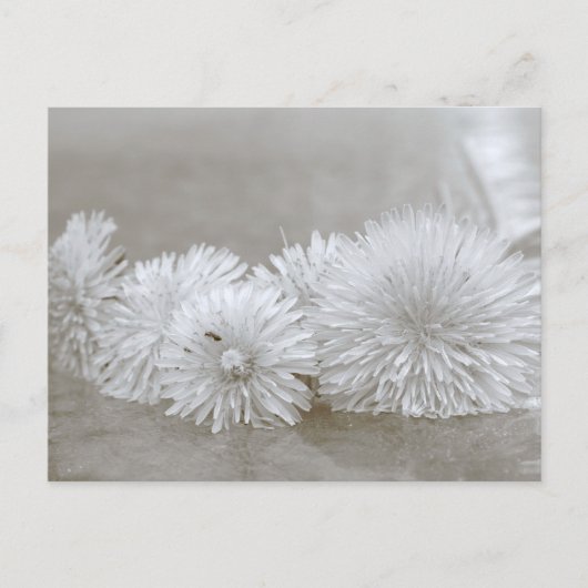 Dandelions zwart-wit Briefkaart (Voorkant)