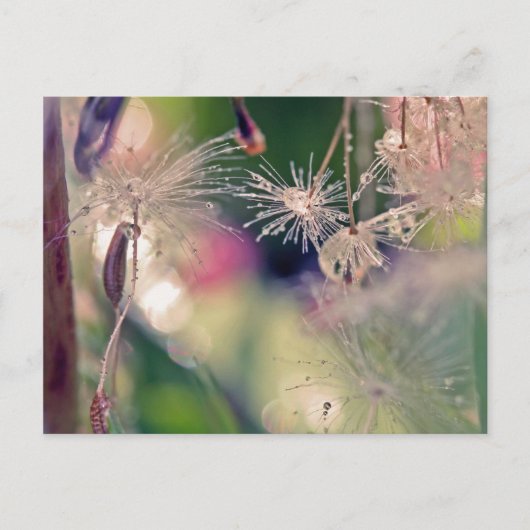 Dandellion-heilige Briefkaart (Voorkant)