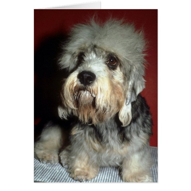 Dandie Dinmont (Voorkant)