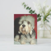 Dandie Dinmont Terrier Briefkaart (Staand voorkant)