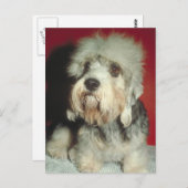 Dandie Dinmont Terrier Briefkaart (Voorkant / Achterkant)
