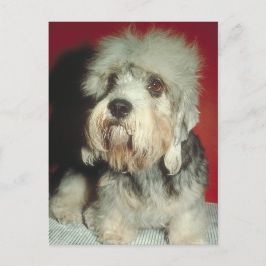 Dandie Dinmont Terrier Briefkaart (Voorkant)
