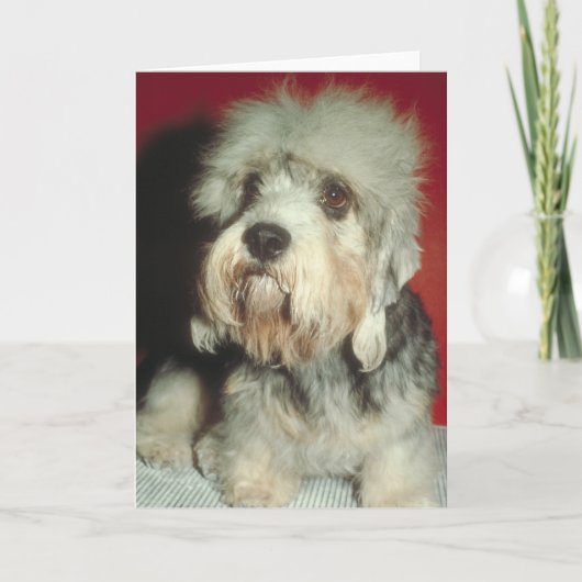 Dandie Dinmont Terrier Kaart (Voorkant)