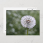 Dandiliion-briefkaart Briefkaart (Voorkant / Achterkant)