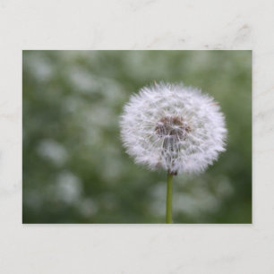 Dandiliion-briefkaart Briefkaart