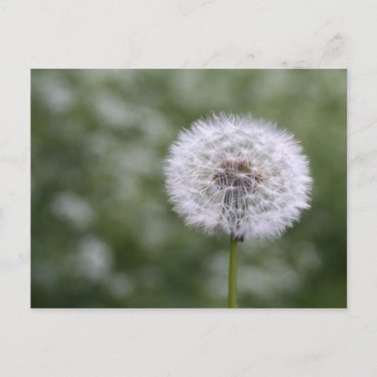 Dandiliion-briefkaart Briefkaart (Voorkant)