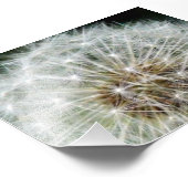 dandilion foto afdruk (Hoek)