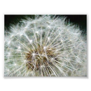 dandilion foto afdruk