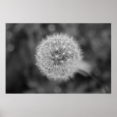 Dandilion Poster (Voorkant)