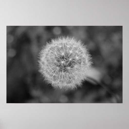Dandilion Poster (Voorkant)