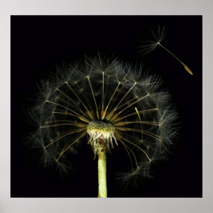 Dandilion Puff Fine Art Print