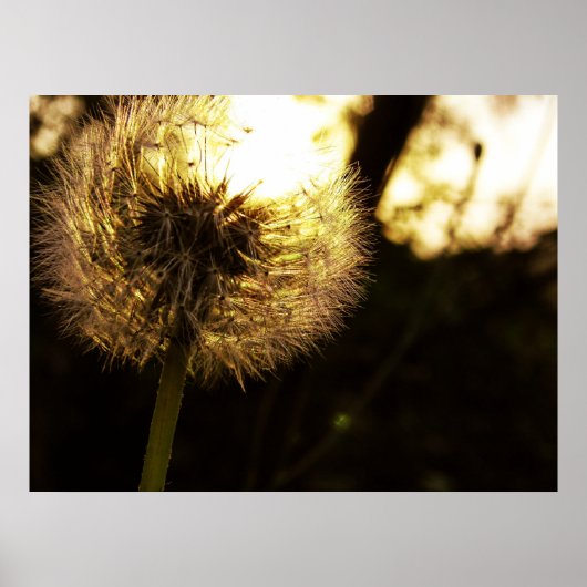 Dandy Dreams Poster (Voorkant)