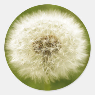 Dandy Leeuw Ronde Sticker