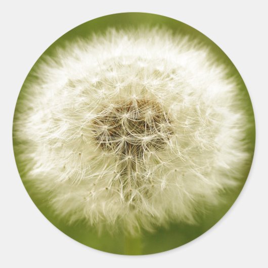 Dandy Lion Ronde Sticker (Voorkant)