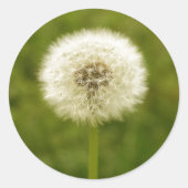 Dandy Lion Ronde Sticker (Voorkant)