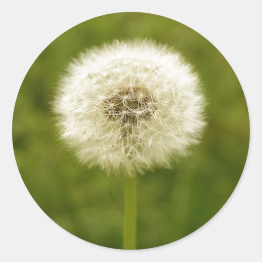 Dandy Lion Ronde Sticker (Voorkant)