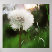 dandyDreams Poster (Voorkant)