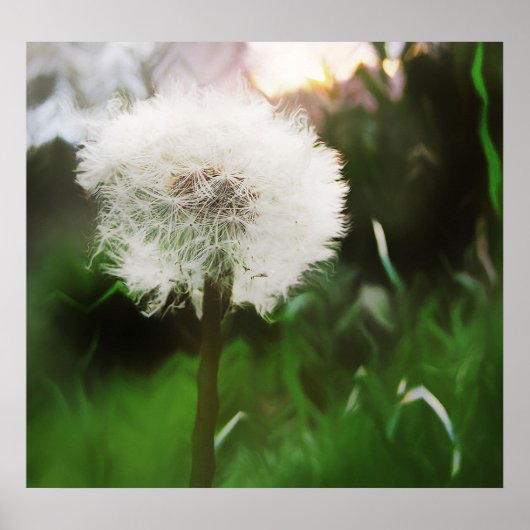 dandyDreams Poster (Voorkant)