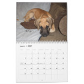 Dane Affaire - Puppies 2012 Kalender (Mar 2027)
