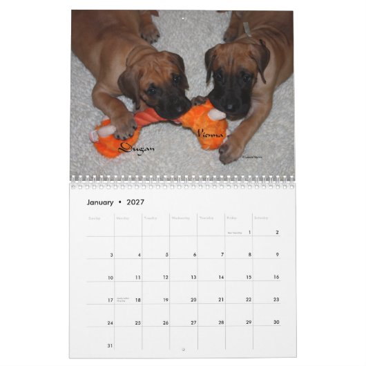 Dane Affaire - Puppies 2012 Kalender (Jan 2027)
