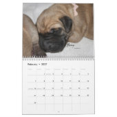 Dane Affaire - Puppies 2012 Kalender (Feb 2027)
