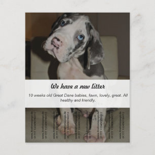 Dane Puppies verkopen Flyer