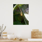 Dangeling Spider Poster (Keuken)