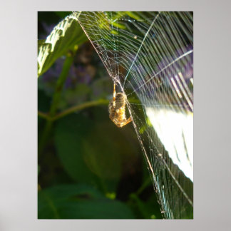 Dangeling Spider Poster