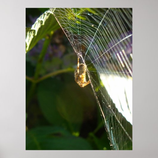 Dangeling Spider Poster (Voorkant)