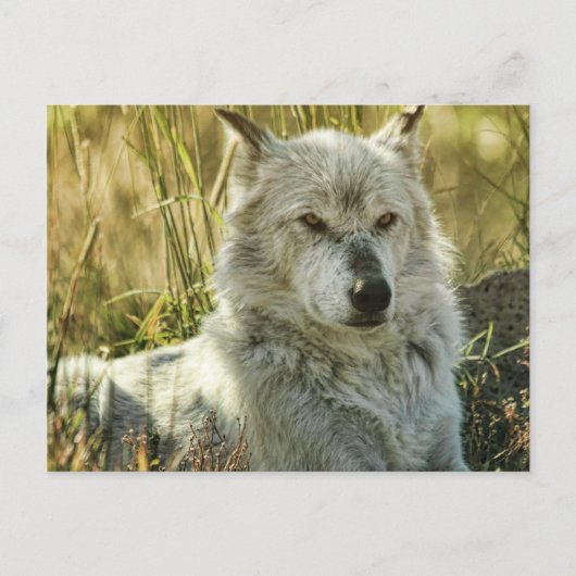 Dangerous Calm Briefkaart (Voorkant)