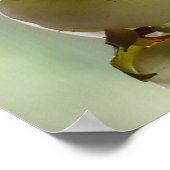 Dangling Orchid Poster (Hoek)