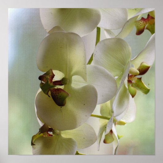 Dangling Orchid Poster (Voorkant)