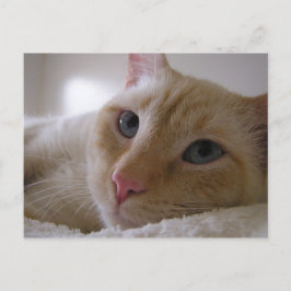 Daniel #2 briefkaart