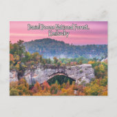 Daniel Boone National Forest Kentucky Briefkaart (Voorkant)