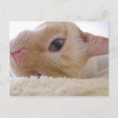 Daniel Briefkaart (Voorkant)