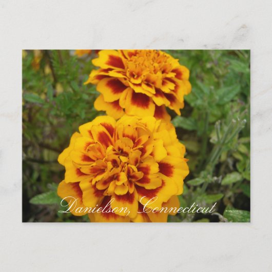 Danielson, Ct Briefkaart (Voorkant)