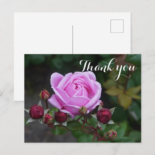 Dank het Roos #1 van het Kasteel van Bisschop Brie Briefkaart (Voorkant / Achterkant)