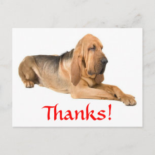 Dank je Bloedhond Hond Greeting Ansichtkaart Briefkaart