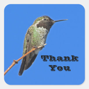 Dank je Hummingbird Foto Natuur appreciatie Vierkante Sticker